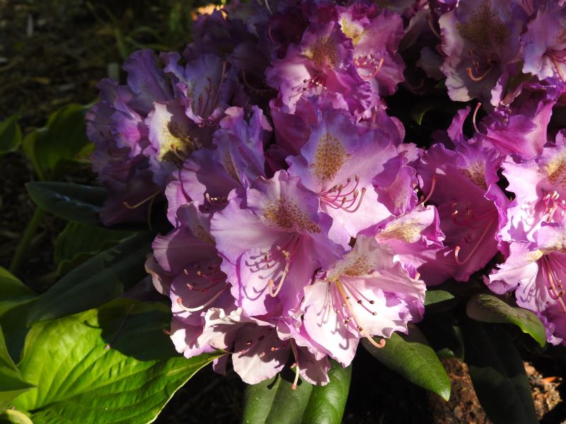 Zielono Zakrceni: Ranecznik (Rhododendron) 'Bohlken's Lupinenberg' (-22/  - 26 C) (1/2)