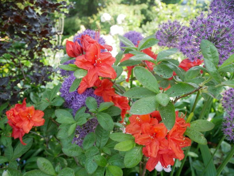 Zielono Zakręceni: Azalia (Rhododendron) 'Feuerwerk' (-23 °C) (1/1)