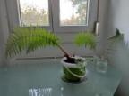 PolystichErwin Avatar