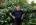 Tomek Mr Avatar